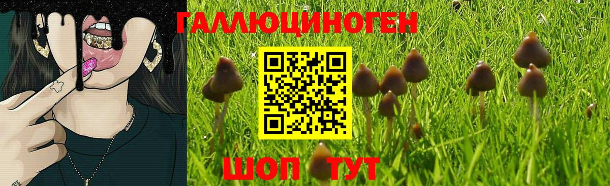 Псилоцибиновые грибы GOLDEN TEACHER  Вход с VPN  Новоалександровск 